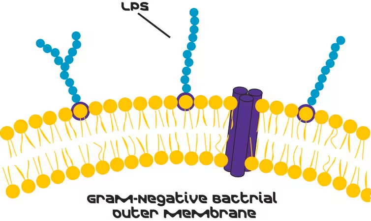 Липополисахариды Escherichia coli O55:B5, очищенные методом гель-фильтрационной хроматографии